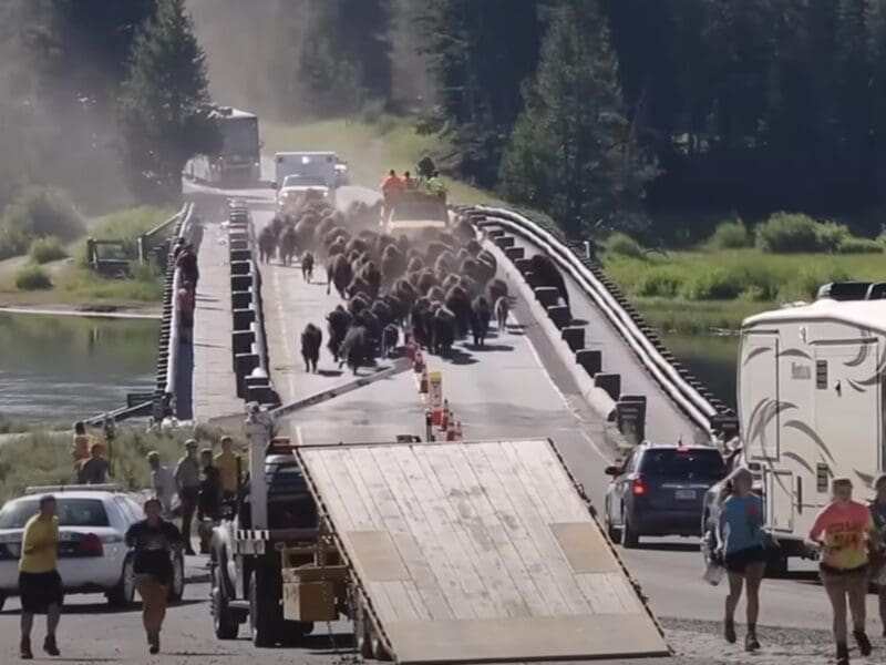Bison stampede tourists run @ Yellowstone National Park