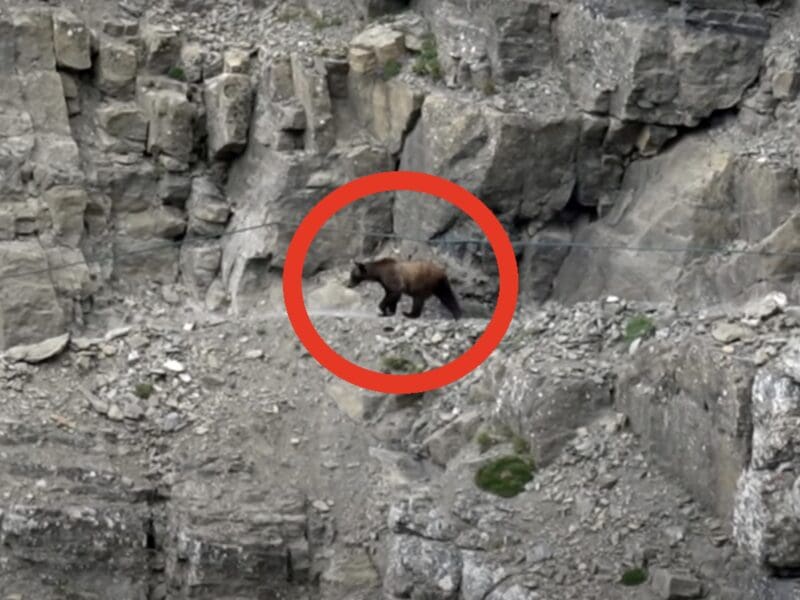 Bear walks down Highline Trail @ Glacier National Park