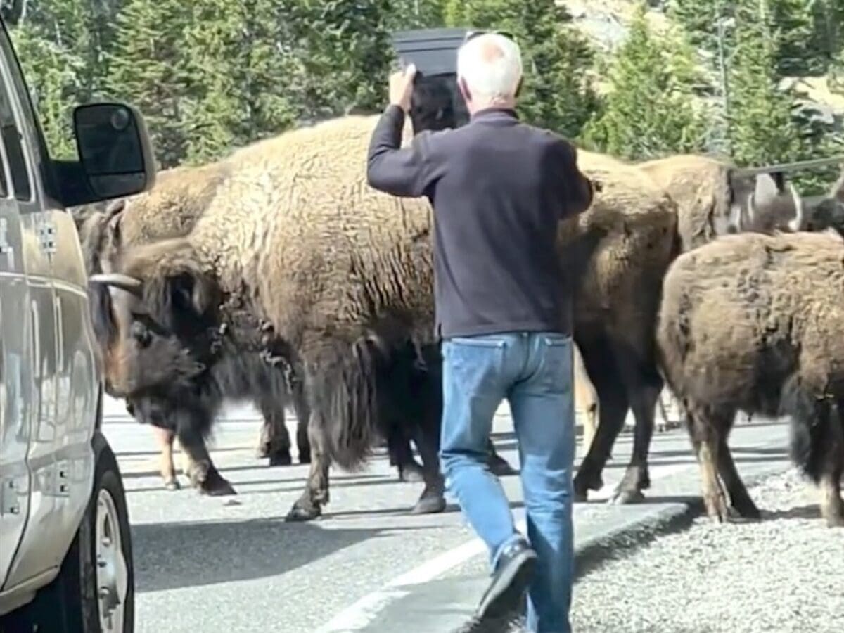 Tourist approaches bison during wildlife jam @ Yellowstone National Park