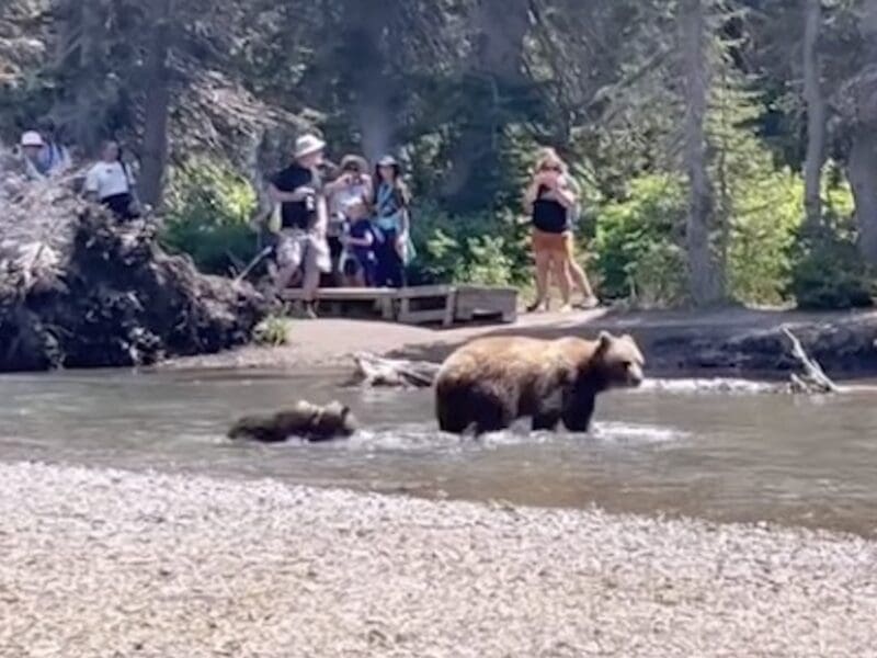 Grizzlies walk through crowded area @ Glacier National Park
