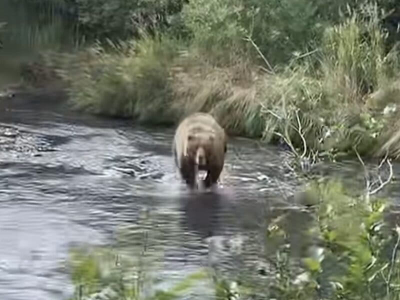 Kodiak brown bear charge @ Russian River