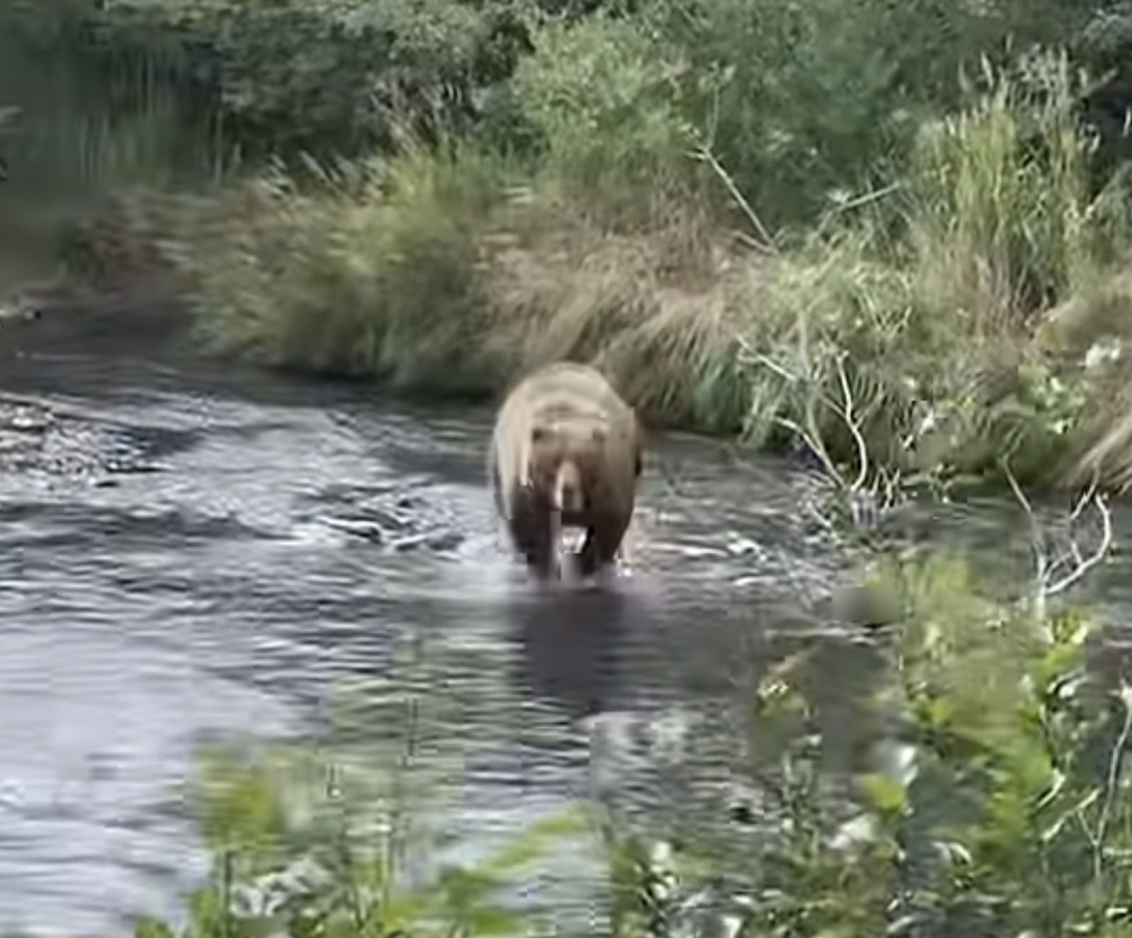 Alaskan Man Giggles After Getting Charged By Kodiak Brown Bear
