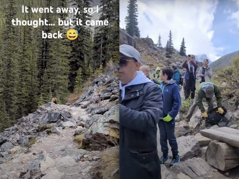 Hikers encounter grizzly bear @ Banff National Park