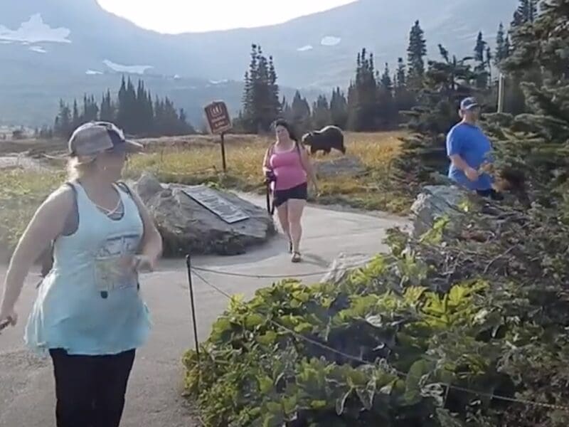 Grizzly sends tourists running @ Glacier National Park
