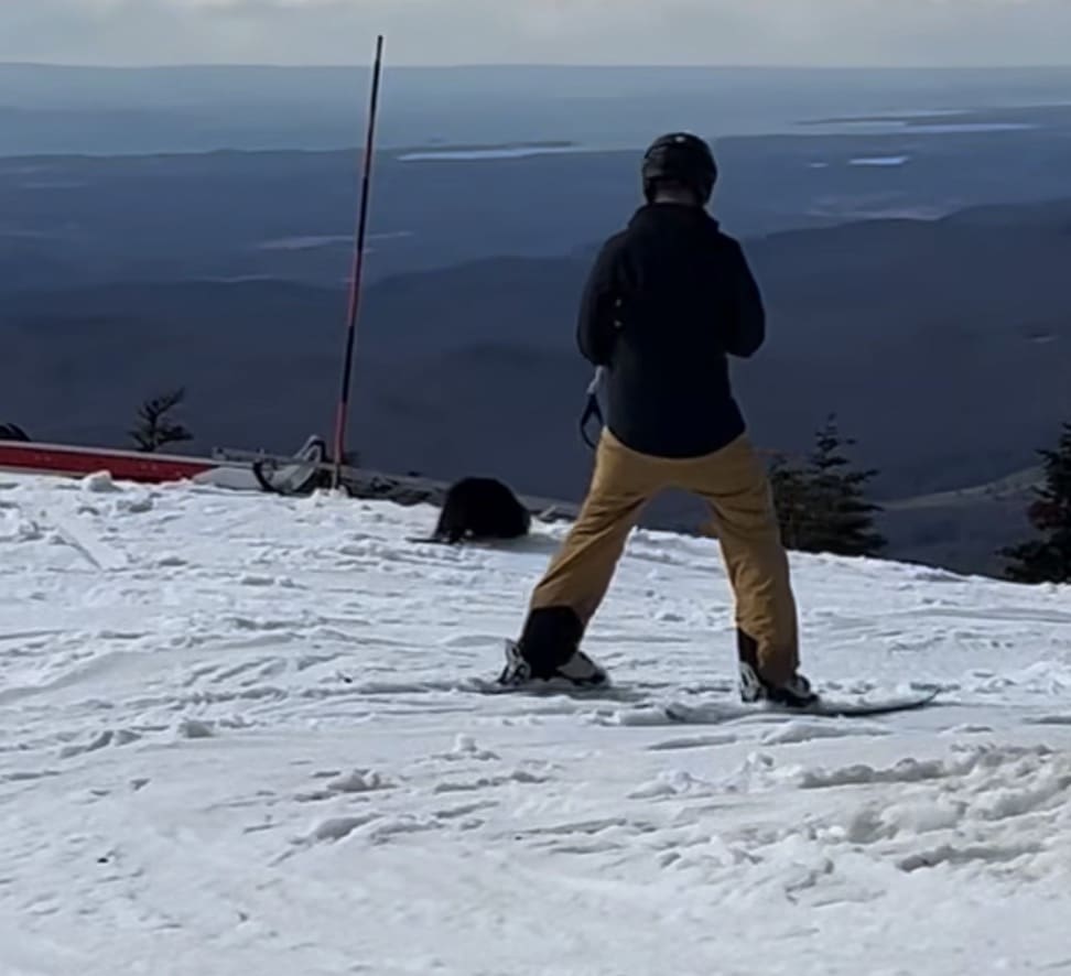 Beaver at the top of Sugarbush.