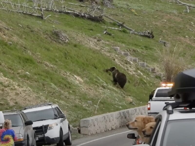 Grizzlies collection roadkill cause traffic jam @ Yellowstone National Park
