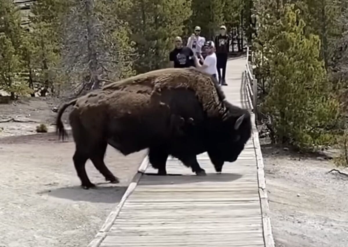 Bison busts through Norris Geyser boardwalk @ Yellowstone National Park