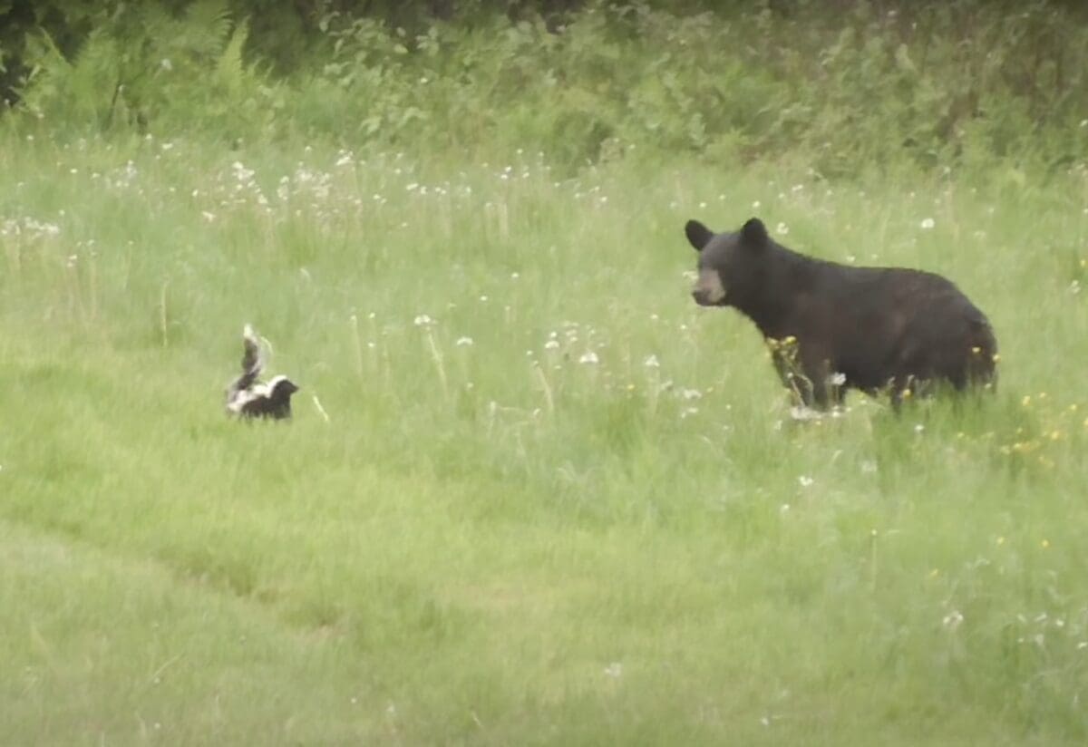 Skunk vs Black Bear