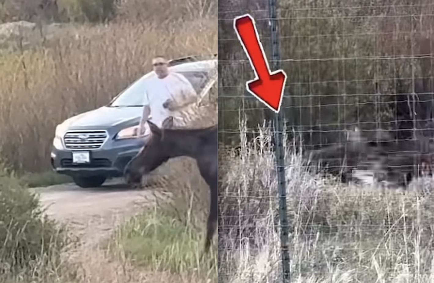 Tourist Fight Breaks Out & Spooks Baby Moose @ Rocky Mountain National Park