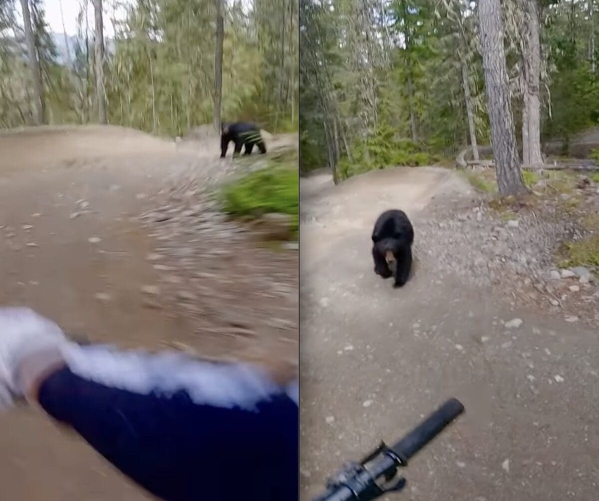 Black bear bluff charges mountain biker at Whistler Blackcomb.