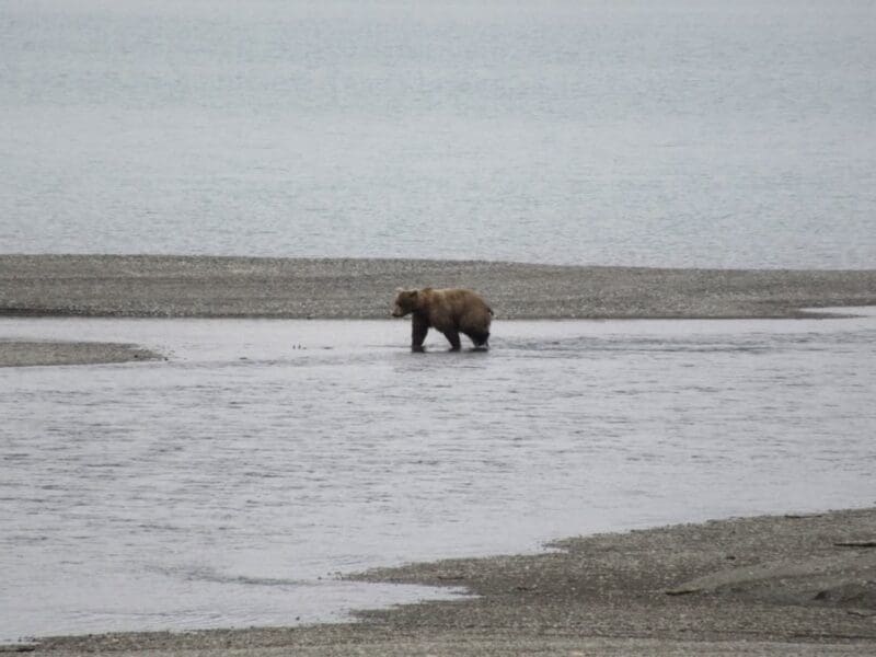 First bear of the season at Brooks Camp.