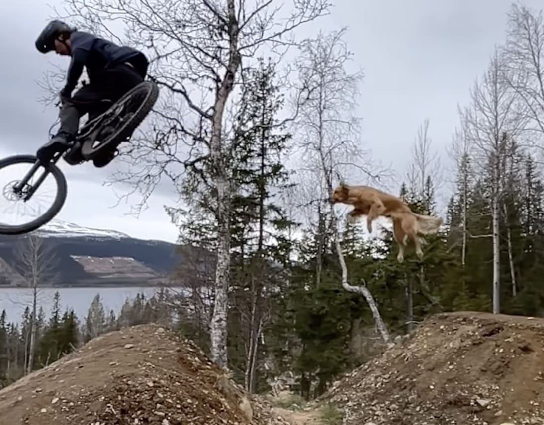 Dog leaps across mountain bike jump.