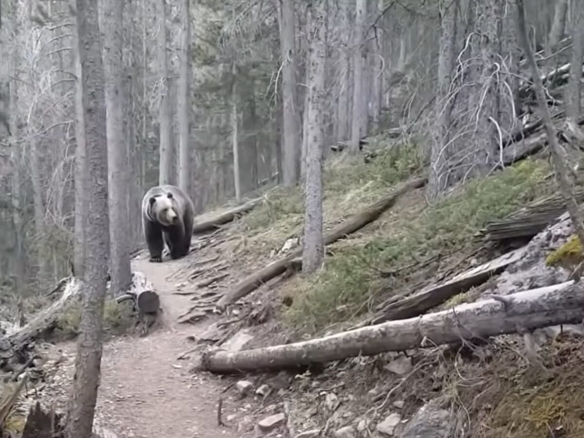 Grizzly bear encounter near Banff National Park.