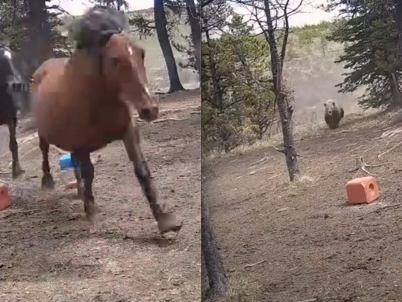 A grizzly chases after wild horses in Alberta, Canada.