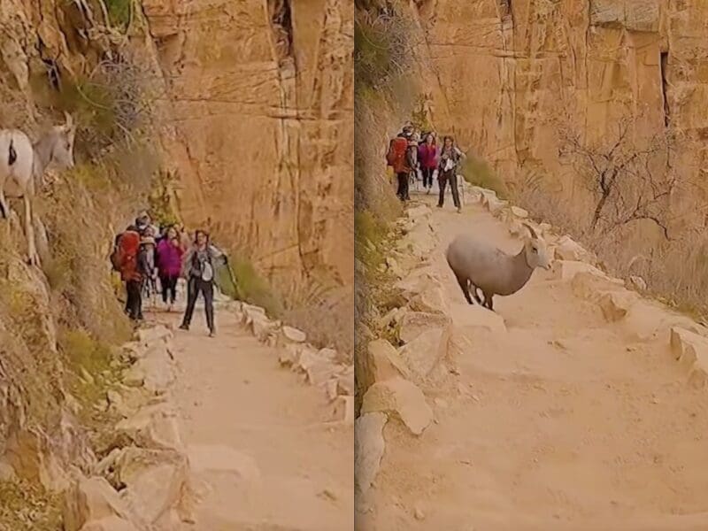 Tourist throws rocks at a bighorn sheep @ Grand Canyon National Park.