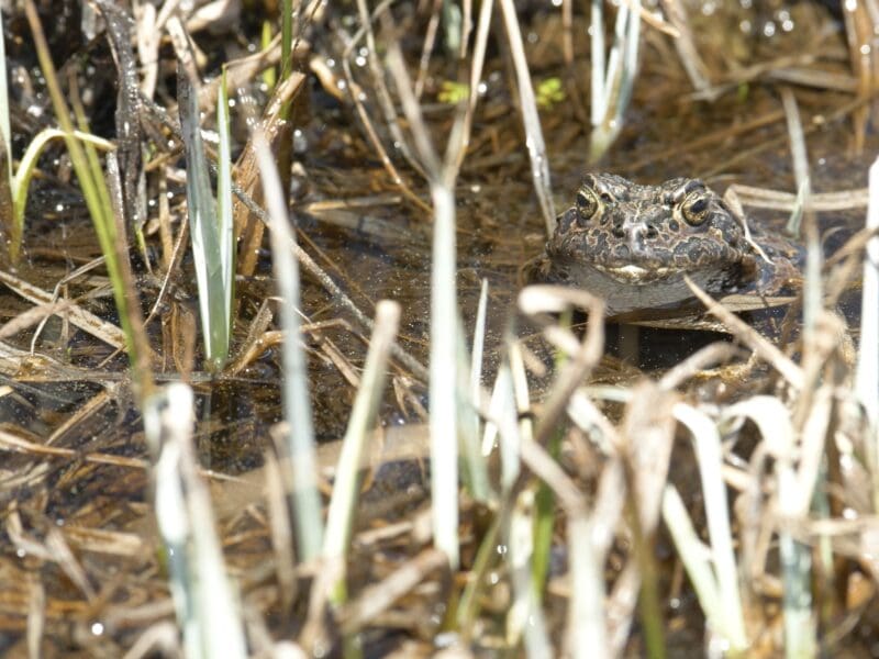 Yosemite Toad.