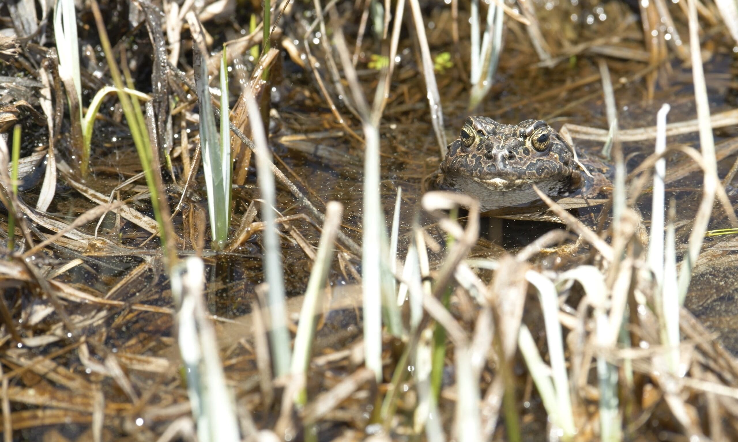 Meet The Yosemite Toad: California’s Rare High-Altitude Amphibian