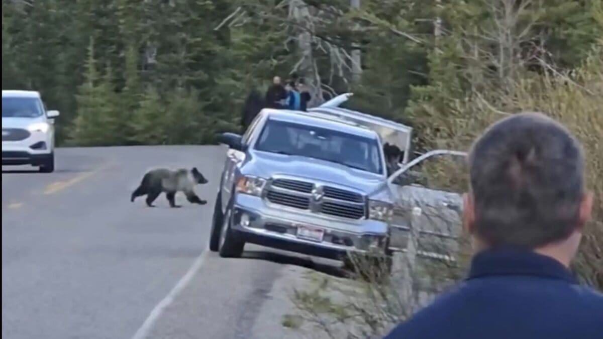 Grizzly bear runs past tourists @ Yellowstone National Park.