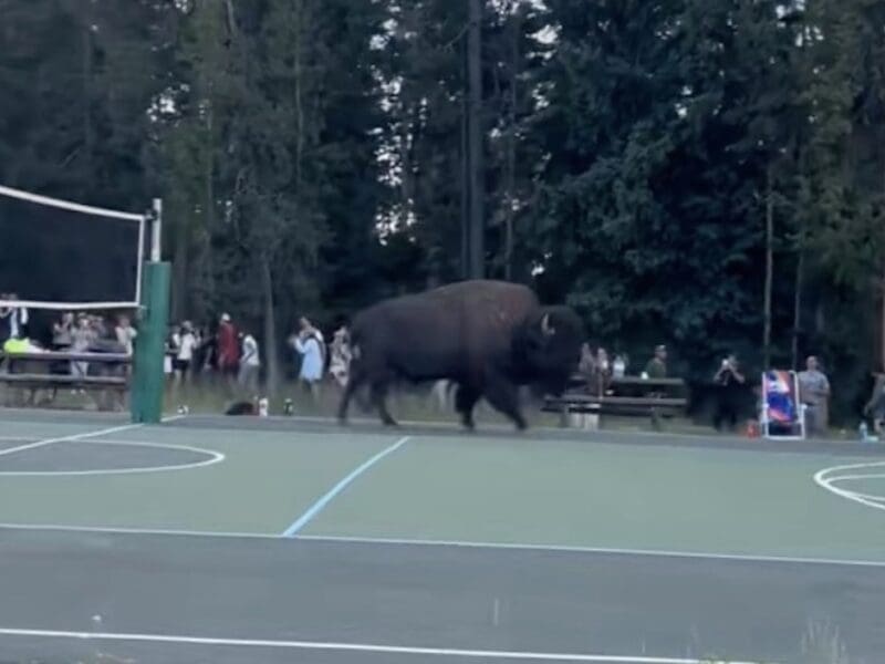 Bison disrupts staff volleyball game @ Yellowstone National Park