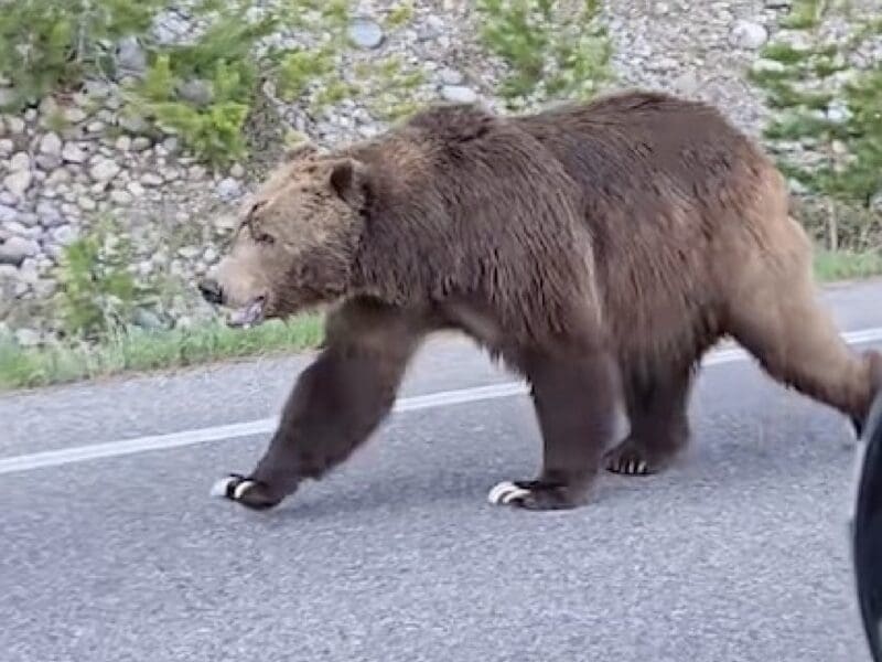 Grizzly claws clatter on road @ Grand Teton National Park