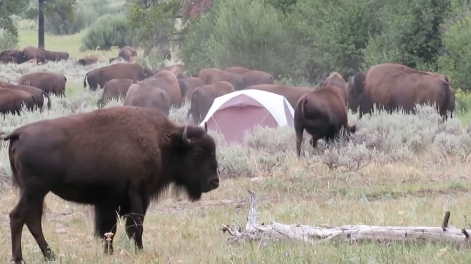 Campers Forced To Abandon Tents As Bison Herd Rolls Through @ Yellowstone National Park