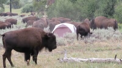 Bison surround tent @ Yellowstone National Park