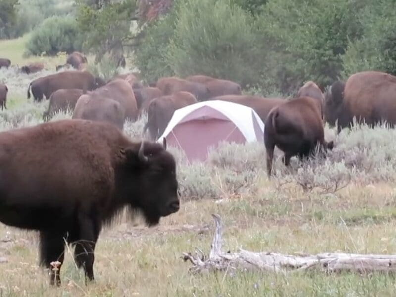 Bison surround tent @ Yellowstone National Park