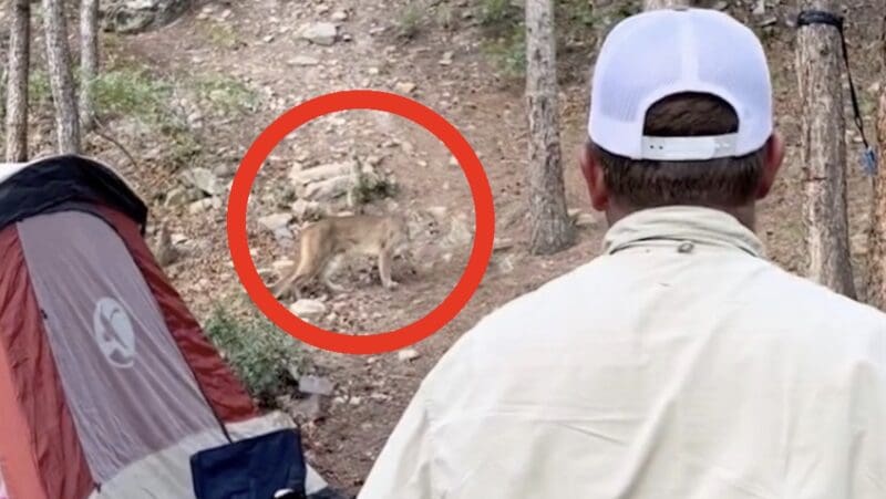 Campsite mountain lion encounter @ Cimarron Canyon State Park