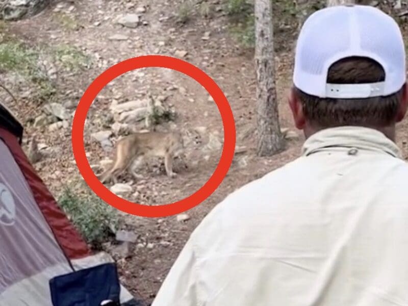 Campsite mountain lion encounter @ Cimarron Canyon State Park