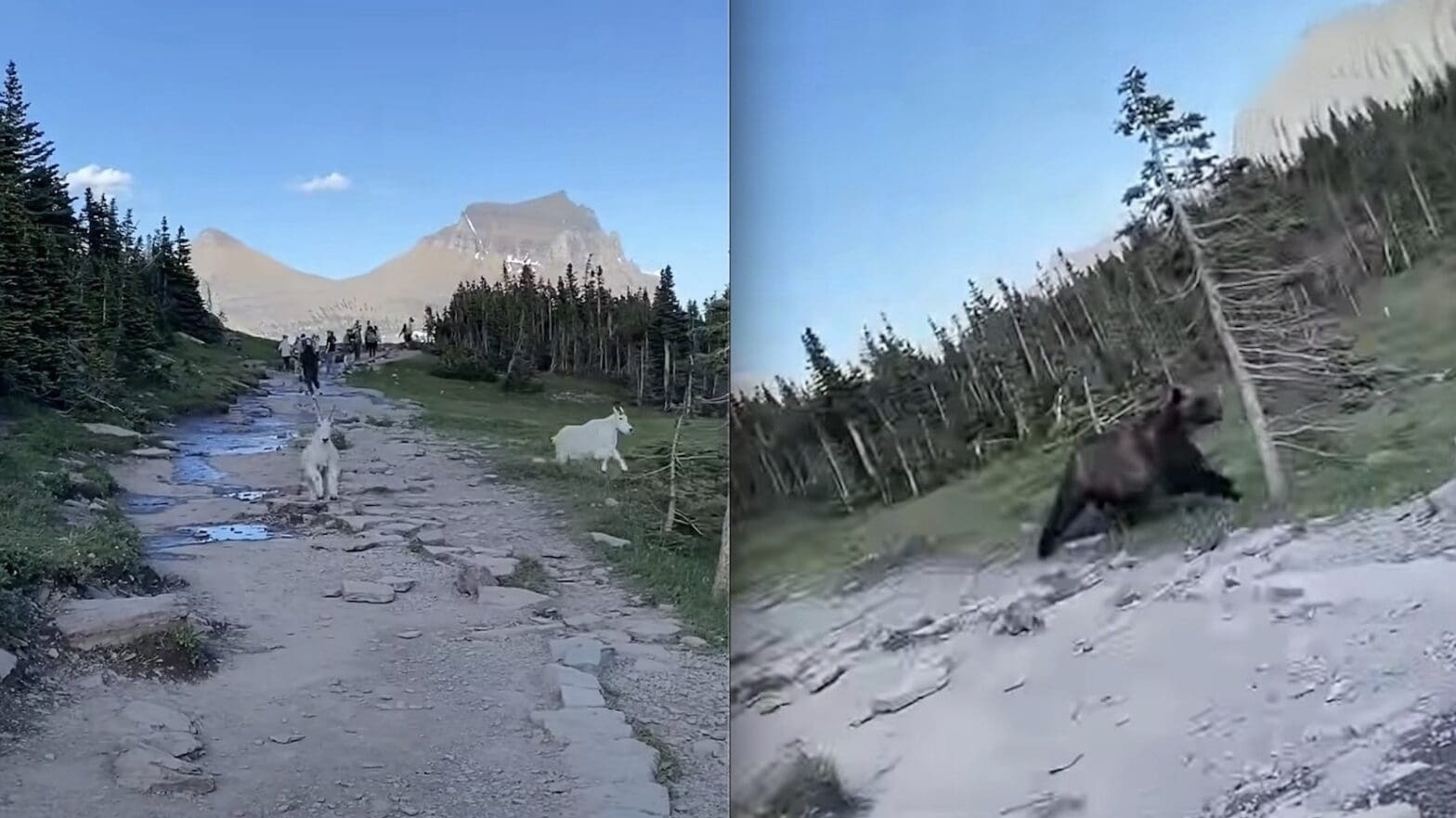 Grizzly Bear Sprints Through Hikers Pursuing Mountain Goats @ Glacier National Park