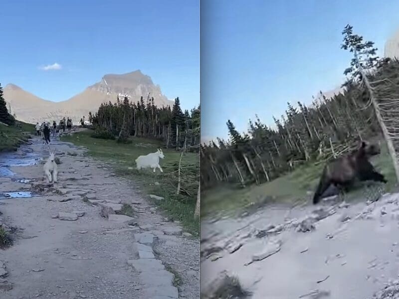 Grizzly chasing mountain goat tears past stunned hikers @ Glacier National Park