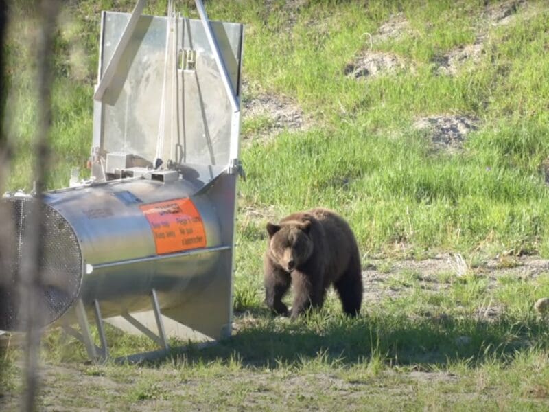 Grizzly bear culvert trap snaps shut on mother bear
