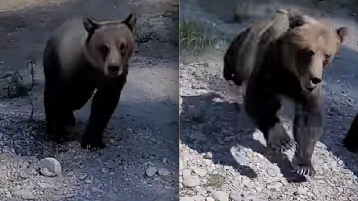 Grizzly charges woman @ Kitimat, British Columbia