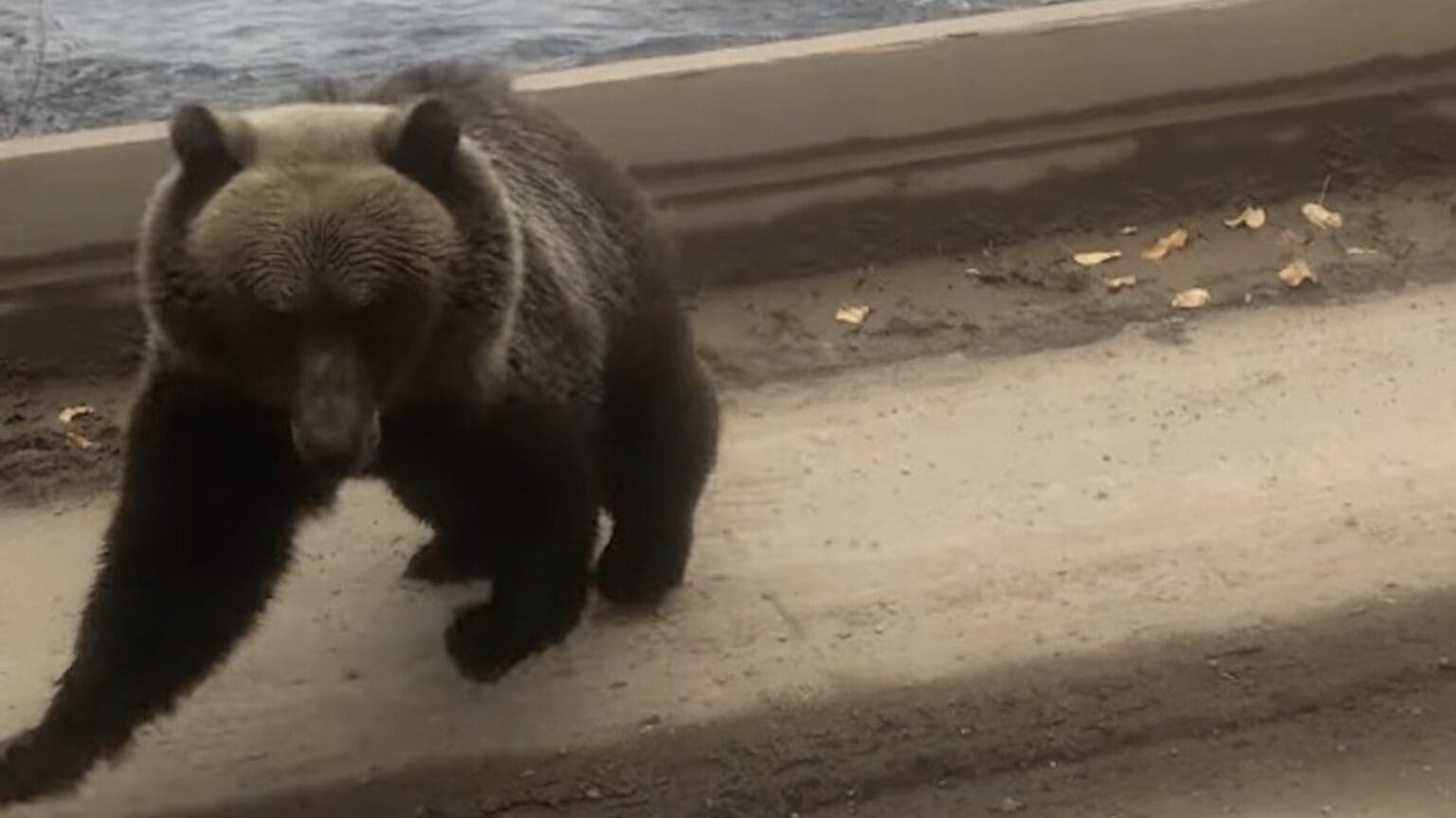 Grizzly charges fisherman on bridge over Babine River