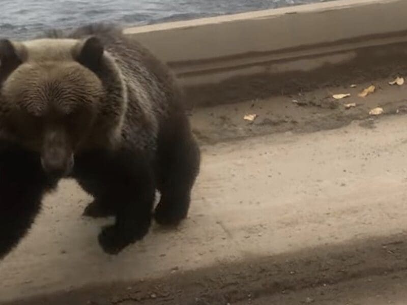 Grizzly charges fisherman on bridge over Babine River