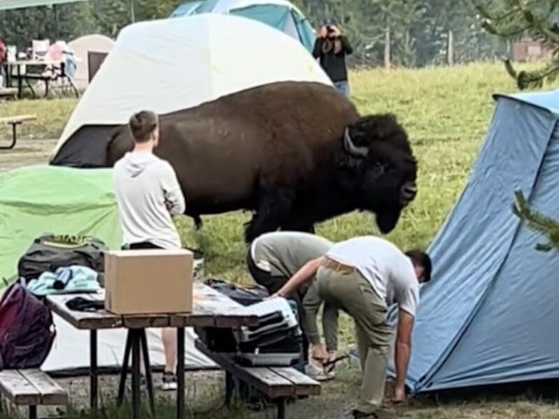 Campers set up tent right next to bison @ Yellowstone National Park.