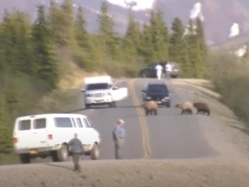Tourists chased by grizzly bear @ Denali National Park