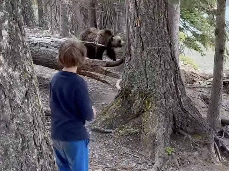 Children approached by grizzly bear @ Glacier National Park