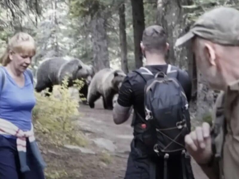 Hikers stalked by grizzly bears at Banff National Park