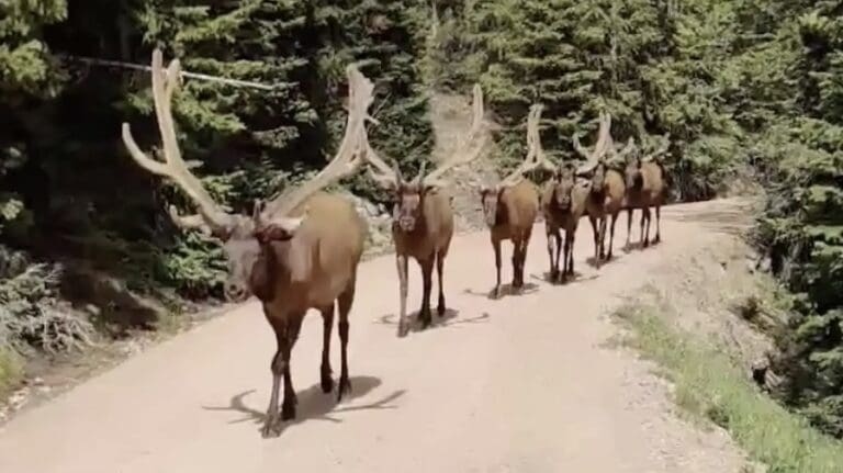Mountain biker encounters six bull elk @ Rocky Mountain National Park.