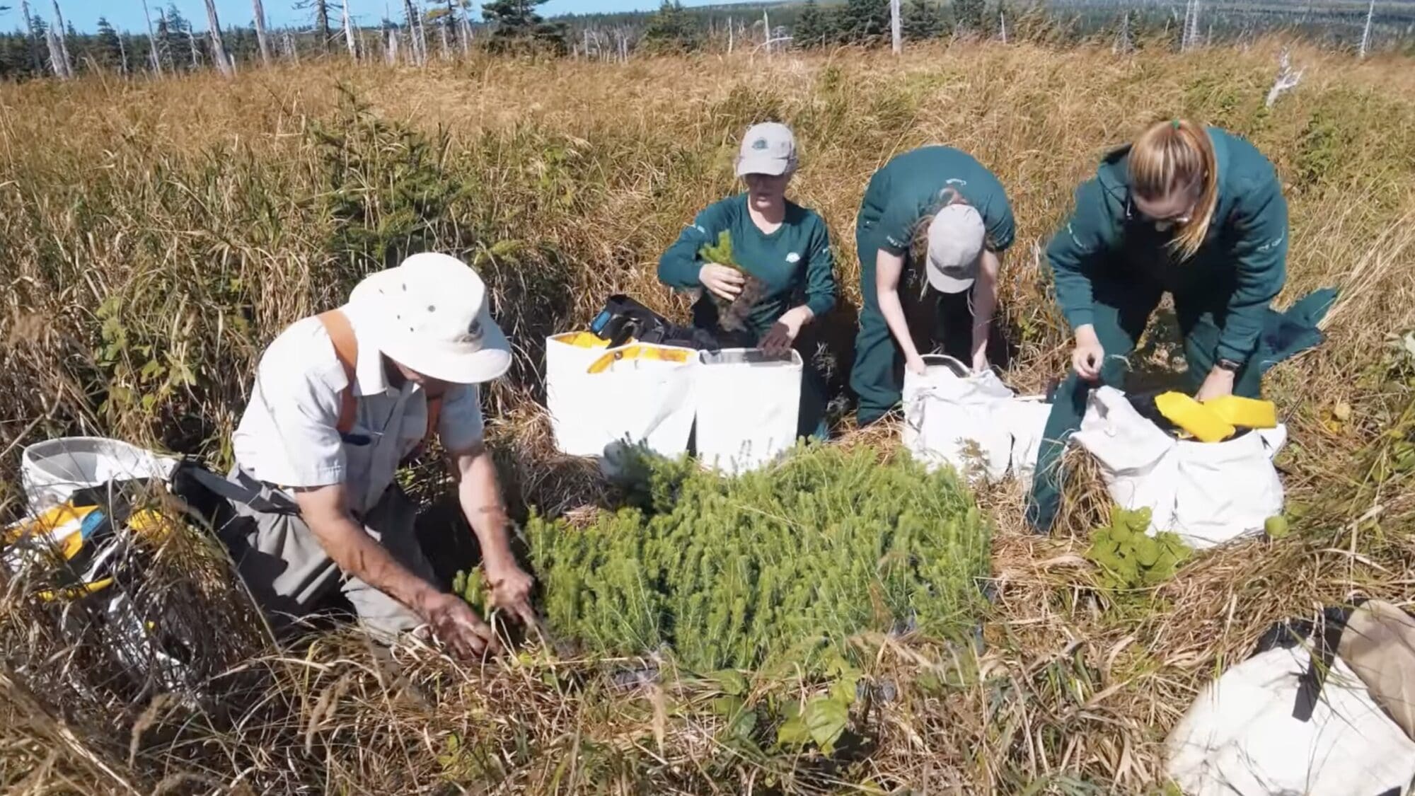 Canada Plans To Plant 2 Billion Trees By 2032 - Unofficial Networks
