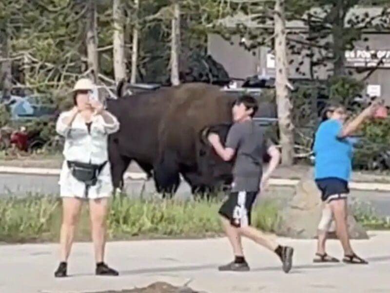 Tourists snap bison selfies @ Yellowstone National Park