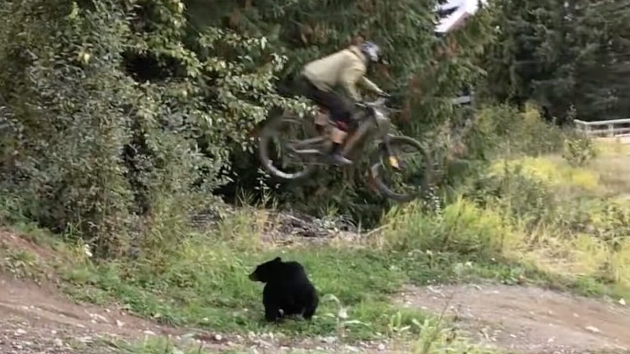Mountain biker jumps over black bear.