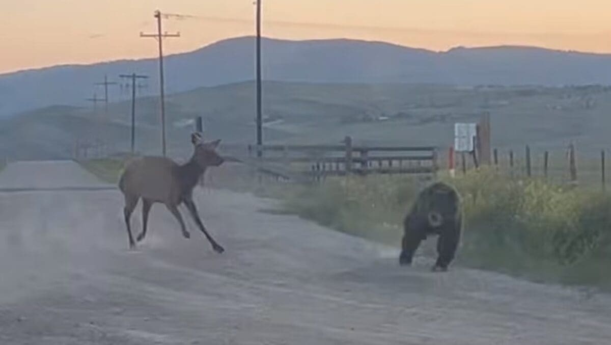A mother elk scares off a grizzly attempting to hunt an elk calf in Montana.