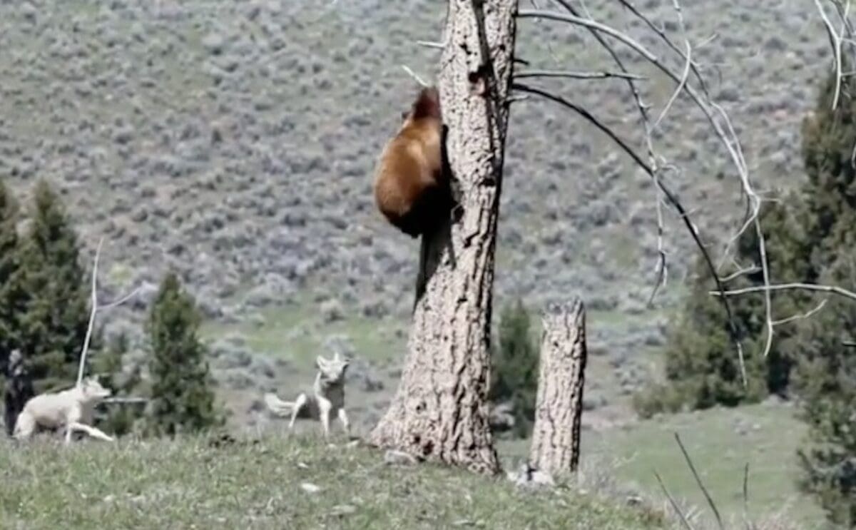 Coyotes chase bears up a tree in Yellowstone National Park.