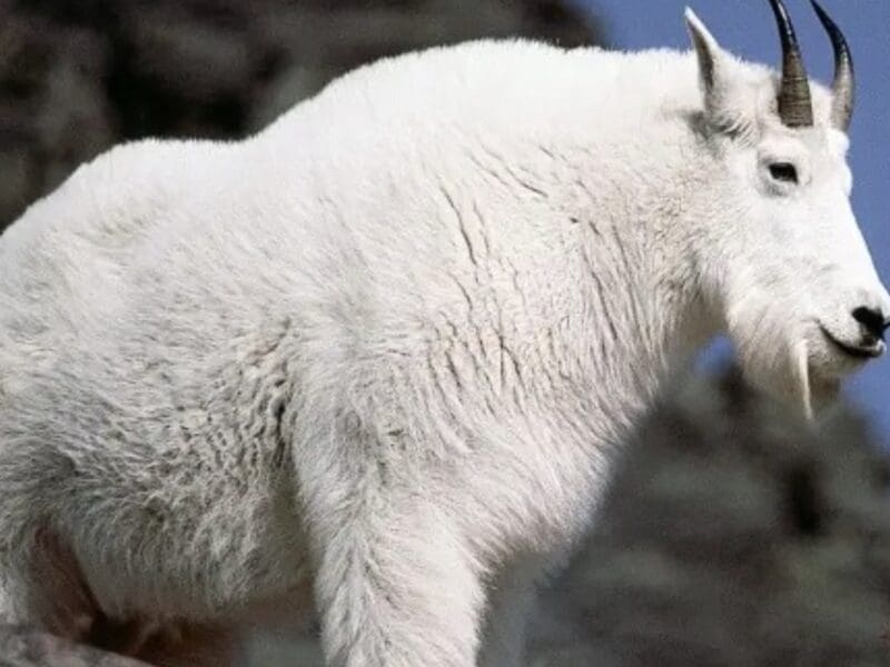 Mountain Goat.