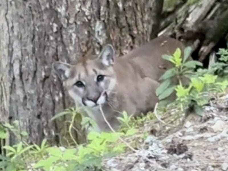 Mountain lion encounter in British Columbia.