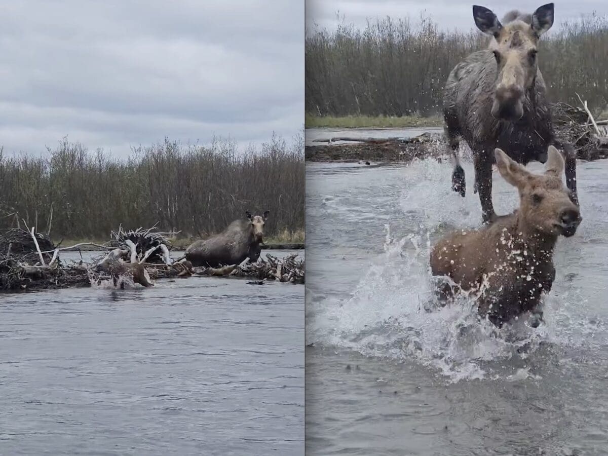 Protective mother moose charges boat @ Yukon Delta National Wildlife Refuge.