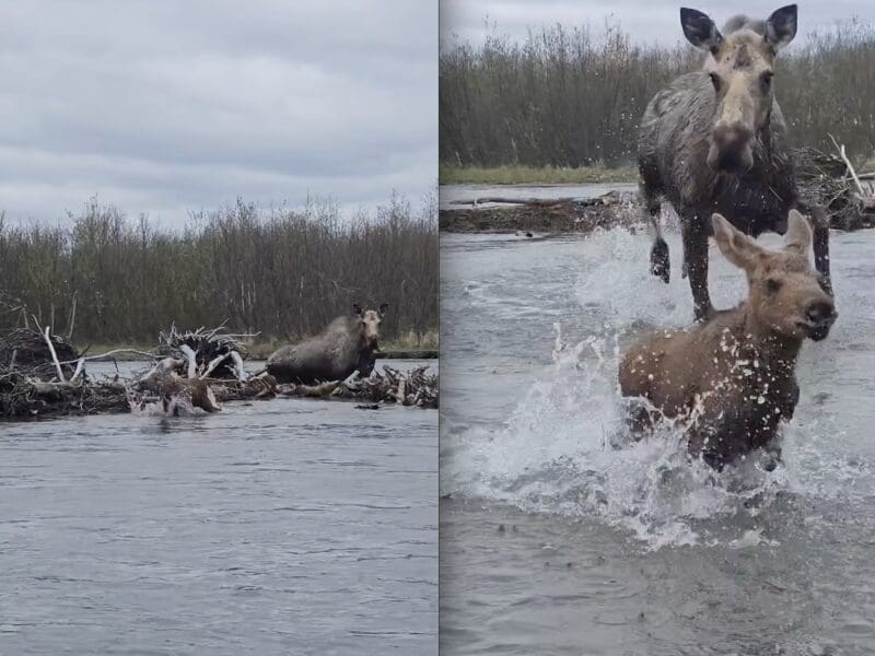 Protective mother moose charges boat @ Yukon Delta National Wildlife Refuge.