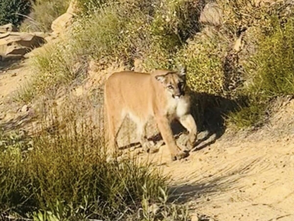 Woman comes face to face with mountain lion while hiking in California.